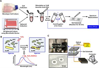 Comparison of Hydrogen Peroxide Secretion From Living Cells Cultured in Different Formats Using Hydrogel-Based LSPR Substrates